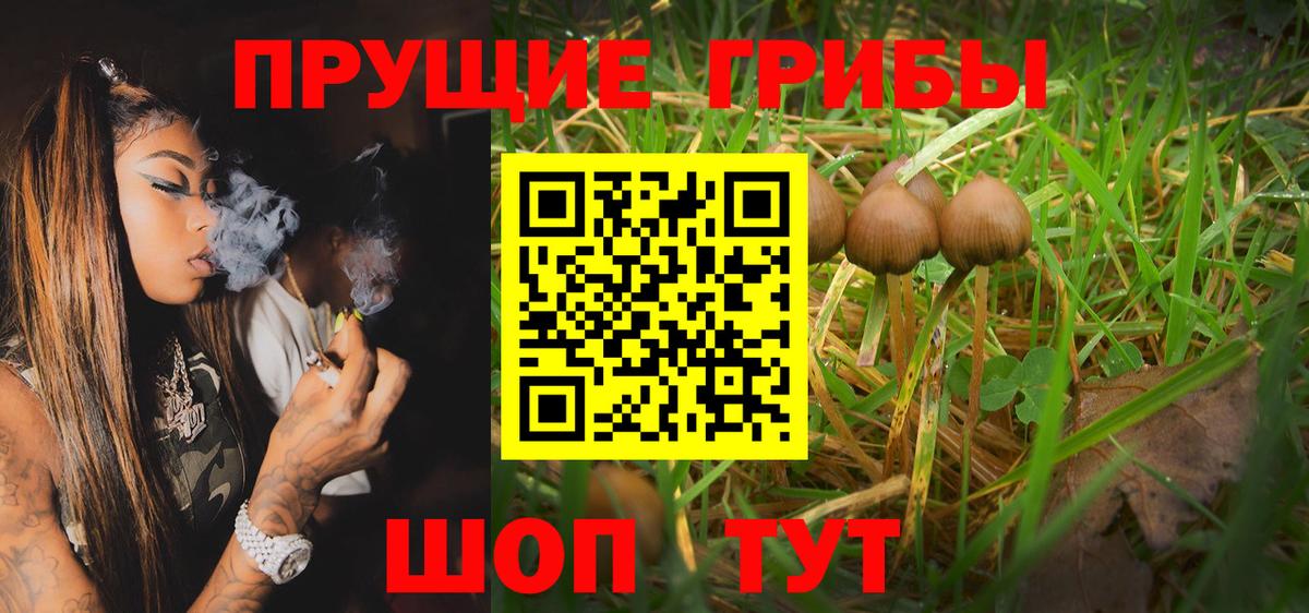 Северск  Псилоцибиновые грибы Psilocybine cubensis  Вход с VPN 
